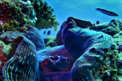 nik D200 SB800 strobe tridacna gigas by Manfred Bail 